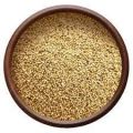 foxtail millet