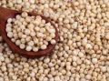 Organic Creamy Seeds sorghum millet