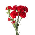 Red Carnation Flower