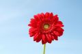 Red Gerbera Flower