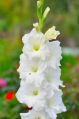 White Gladiolus Flower