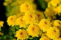 Yellow Chrysanthemum Flower