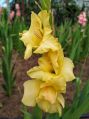 Yellow Gladiolus Flower