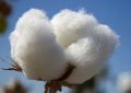 White long staple cotton
