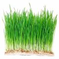 Fresh Wheat Grass