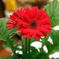 Natural Red Gerbera Flower 