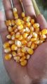 yellow corn human feed grade
