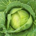 Green Fresh Cabbage