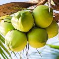 Organic Green tender coconut