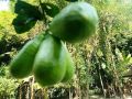 Fresh Assam Green Lemon