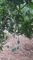 Mango tree plant