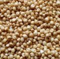 Common white sorghum