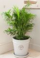 Green areca table palm plant