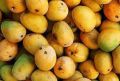 Organic Yellow fresh alphonso mango