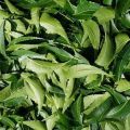 Green Leaf Indian Tea Dried Neem Leaves