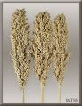 Decorative Indian Corn Grass