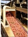 Food Belt Conveyor