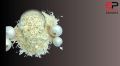 Natural Organic Off White dehydrated white onion flakes