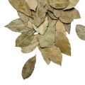 Green Indian Roots Dried Bay Leaves