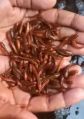 1 Inch Murrel Fish Seed
