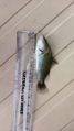 7 Inch Sea Bass Fish