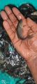 Black Carp Fish Seed