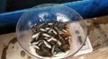 black pangas fish seed