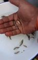Whole sea bass fish seed