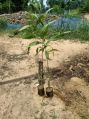 Acacia Plant