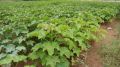 Jatropha Plant