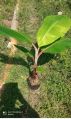 Organic Natural Green red banana plant