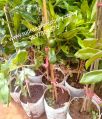 Macedonia Nut Tree Live plants White Brown Black & Dark Brown New 10 macadamia grafted original plant