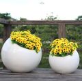 FRP Garden Planter For Indoor & Outdoor