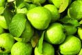 Natural Green Round fresh guava