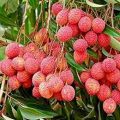 Red Solid Fresh Litchi