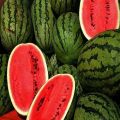 Natural Green fresh watermelon