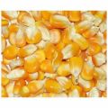 Oval yellow maize seeds