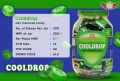 Cooldrop Mint Flavoured Candies