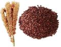 finger millet seeds