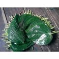 Green sweet betel leaves