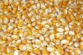 Organic Yellow Corn Seeds