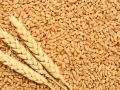 Brown wheat seeds