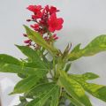 Jatropha Plant