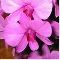 Orchid flower plant suppliers in Pune | Orchid flower exporter in India