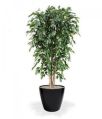 Artificial Indoor Plant