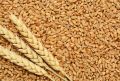 Natural White wheat grain