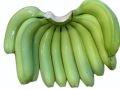 G9 Green Cavendish Banana