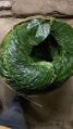 Organic Dark Green Green kolkata sweet betel leaves