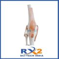 Knee Joint Model