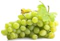Sudhakar Seedless Grapes